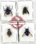 Scientific lot no. 100 Diptera (4 pcs)