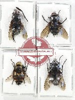 Scientific lot no. 101 Diptera (4 pcs)