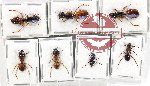 Scientific lot no. 30 Formicidae (7 pcs)