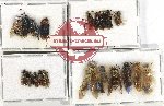 Scientific lot no. 472 Hymenoptera (20 pcs)