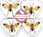 Scientific lot no. 477 Hymenoptera (4 pcs)