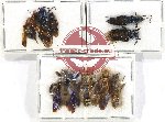 Scientific lot no. 473 Hymenoptera (9 pcs)