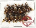 Scientific lot no. 479 Hymenoptera (11 pcs)