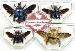 Scientific lot no. 478 Hymenoptera (Xylocopa spp.) (4 pcs)