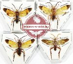 Scientific lot no. 474 Hymenoptera (4 pcs)