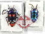 Scientific lot no. 1194 Heteroptera (2 pcs - 1 pc A2)