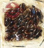 Scientific lot no. 148 Dytiscidae (23 pcs)