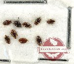 Scientific lot no. 154 Dytiscidae (9 pcs)