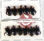 Scientific lot no. 145 Dytiscidae (11 pcs)