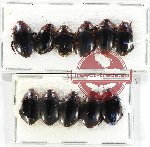 Scientific lot no. 143 Dytiscidae (11 pcs)