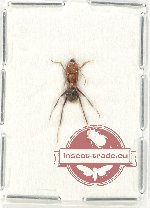 Formicidae sp. 84 (5 pcs)