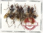 Scientific lot no. 29 Formicidae (5 pcs)