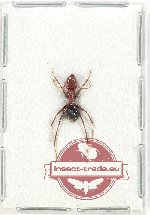 Formicidae sp. 81 (A2)