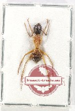 Formicidae sp. 82 (A2)