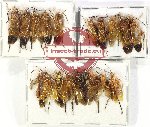 Scientific lot no. 486 Hymenoptera (20 pcs)