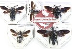 Scientific lot no. 485 Hymenoptera (Scoliidae) (5 pcs)