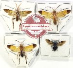 Scientific lot no. 475 Hymenoptera (4 pcs)