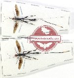 Scientific lot no. 480 Hymenoptera (2 pcs)