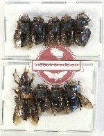 Scientific lot no. 483 Hymenoptera (9 pcs)