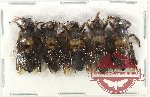 Scientific lot no. 484 Hymenoptera (5 pcs)