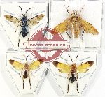 Scientific lot no. 476 Hymenoptera (4 pcs)