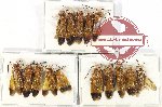 Scientific lot no. 487 Hymenoptera (15 pcs)