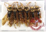 Scientific lot no. 488 Hymenoptera (6 pcs)