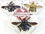 Scientific lot no. 481 Hymenoptera (Xylocopa spp.) (3 pcs)