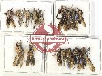 Scientific lot no. 98 Diptera (16 pcs)