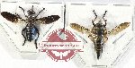 Scientific lot no. 107 Diptera (2 pcs)