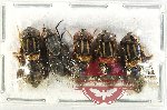 Scientific lot no. 105 Diptera (5 pcs)