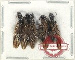 Scientific lot no. 25 Formicidae (5 pcs)