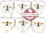 Scientific lot no. 28 Formicidae (6 pcs)