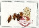 Scientific lot no. 104 Blattodea (5 pcs)