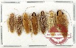 Scientific lot no. 103 Blattodea (7 pcs)