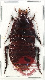 Blattodea sp. 50