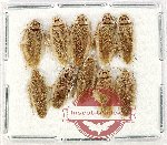 Scientific lot no. 105 Blattodea (10 pcs)