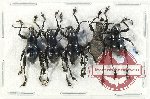 Scientific lot no. 807 Curculionidae (5 pcs)