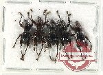 Scientific lot no. 805 Curculionidae (5 pcs A2)