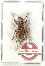 Curculionidae sp. 141