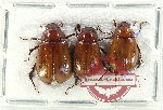 Scientific lot no. 188 Melolonthinae (3 pcs)