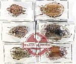 Scientific lot no. 190 Melolonthinae (6 pcs)