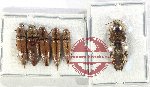 Scientific lot no. 170 Elateridae (6 pcs - 1 pc A2)