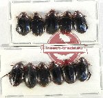 Scientific lot no. 144 Dytiscidae (11 pcs)