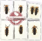 Scientific lot no. 22 Lycidae (7 pcs - 3 pcs A2)