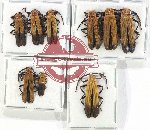 Scientific lot no. 24 Lycidae (9 pcs)