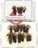 Scientific lot no. 23 Lycidae (16 pcs)