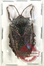 Pentatomidae sp. 60 (5 pcs)