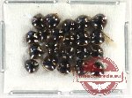 Scientific lot no. 1197 Heteroptera (21 pcs)