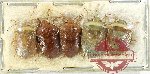 Scientific lot no. 1192 Heteroptera (5 pcs)